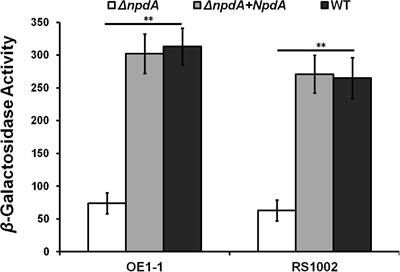 Involvement of NpdA, a Putative 2-Nitropropane Dioxygenase, in the T3SS Expression and Full Virulence in Ralstonia solanacearum OE1-1